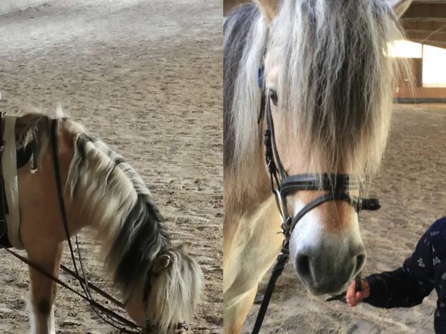 Introbild Reittherapie für Isabell finanziert durch Hörer helfen Kindern