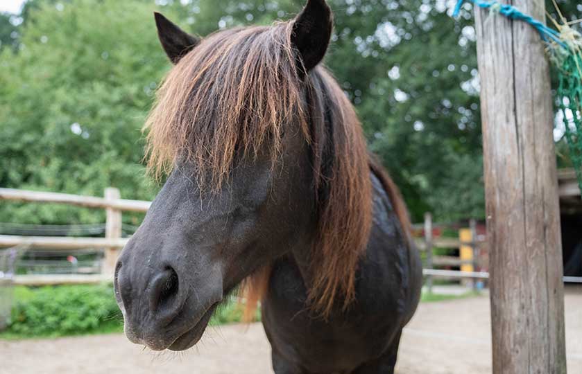 02-Hörer-helfen-Kindern-Spendenmarathon-Ein-neues-Therapiepferd-für-Op-de-Wisch-e.V.
