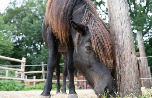 01-Hörer-helfen-Kindern-Spendenmarathon-Ein-neues-Therapiepferd-für-Op-de-Wisch-e.V.