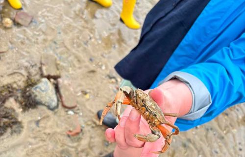 Person in a blue rain jacket holds a small crab on a muddy beach, with yellow rain boots visible in the background.