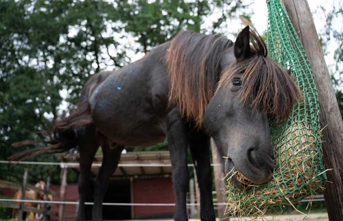 04-Hörer-helfen-Kindern-Spendenmarathon-Ein-neues-Therapiepferd-für-Op-de-Wisch-e.V.