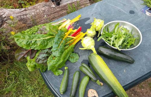 06-Neue-Garten-für-den-Gartentreff-Neuwiedenthal-finanziert-durch-Hörer-helfen-Kindern